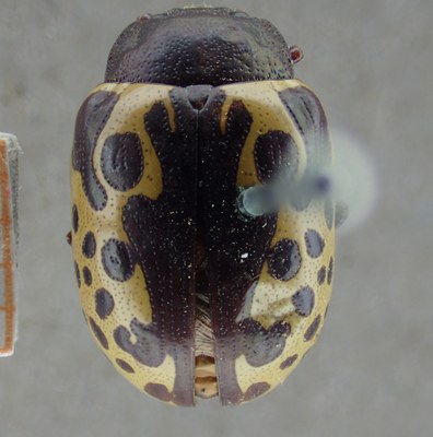 BE-RBINS-ENT Calligrapha_015 Calligrapha argus Dorsal.jpg BE-RBINS-ENT Calligrapha_015 Calligrapha argus Dorsal.jpg