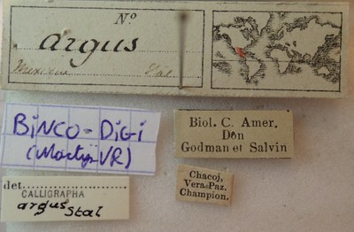 BE-RBINS-ENT Calligrapha_016 Calligrapha argus Label.jpg BE-RBINS-ENT Calligrapha_016 Calligrapha argus Label.jpg