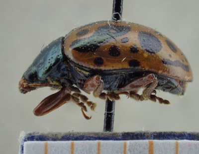 BE-RBINS-ENT Calligrapha_021 Calligrapha bigsbyana Lateral.jpg BE-RBINS-ENT Calligrapha_021 Calligrapha bigsbyana Lateral.jpg