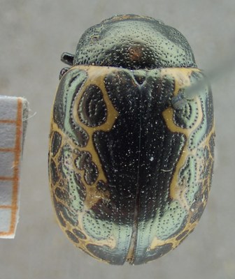 BE-RBINS-ENT Calligrapha_022 Calligrapha consputa Dorsal.jpg BE-RBINS-ENT Calligrapha_022 Calligrapha consputa Dorsal.jpg
