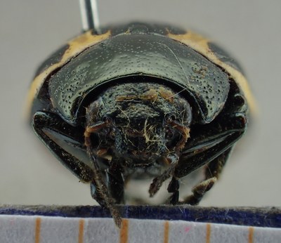 BE-RBINS-ENT Calligrapha_022 Calligrapha consputa Frontal.jpg BE-RBINS-ENT Calligrapha_022 Calligrapha consputa Frontal.jpg
