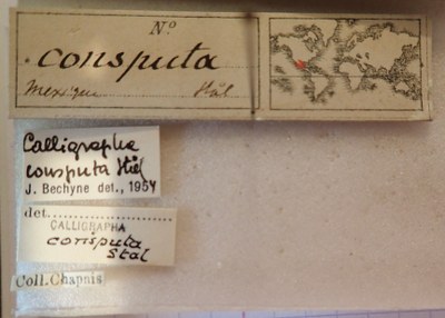 BE-RBINS-ENT Calligrapha_022 Calligrapha consputa Label.jpg BE-RBINS-ENT Calligrapha_022 Calligrapha consputa Label.jpg