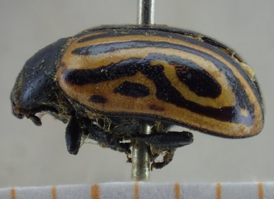 BE-RBINS-ENT Calligrapha_046 Calligrapha curvilinea Lateral.jpg BE-RBINS-ENT Calligrapha_046 Calligrapha curvilinea Lateral.jpg