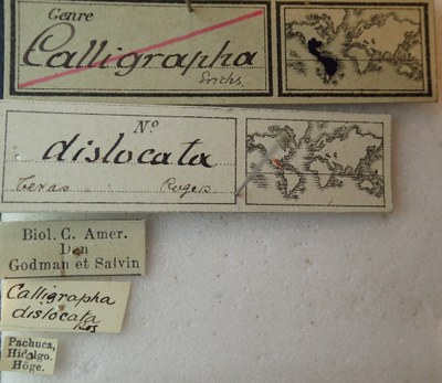 BE-RBINS-ENT Calligrapha_052 Calligrapha dislocata Label.jpg BE-RBINS-ENT Calligrapha_052 Calligrapha dislocata Label.jpg