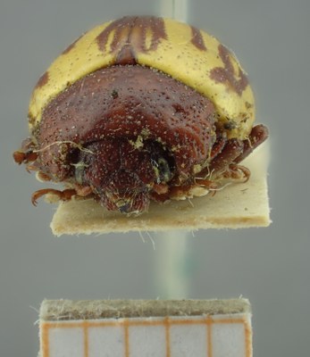BE-RBINS-ENT Calligrapha_142A Calligrapha lunata Frontal.jpg BE-RBINS-ENT Calligrapha_142A Calligrapha lunata Frontal.jpg
