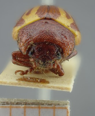 be-rbins-ent-Calligrapha_144-Calligrapha-lunata Frontal.jpg be-rbins-ent-Calligrapha_144-Calligrapha-lunata Frontal.jpg