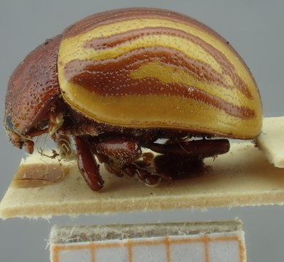 be-rbins-ent-Calligrapha_144-Calligrapha-lunata Lateral.jpg be-rbins-ent-Calligrapha_144-Calligrapha-lunata Lateral.jpg