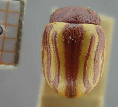 be-rbins-ent-Calligrapha_144-Calligrapha-lunata Dorsal.jpg be-rbins-ent-Calligrapha_144-Calligrapha-lunata Dorsal.jpg