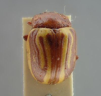 BE-RBINS-ENT Calligrapha_145A Dorsal.jpg BE-RBINS-ENT Calligrapha_145A Dorsal.jpg