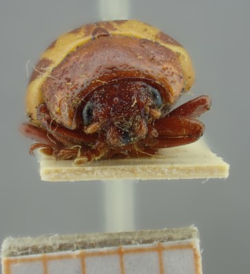 BE-RBINS-ENT Calligrapha_145A Frontal.jpg BE-RBINS-ENT Calligrapha_145A Frontal.jpg