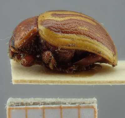 BE-RBINS-ENT Calligrapha_145A Lateral.jpg BE-RBINS-ENT Calligrapha_145A Lateral.jpg
