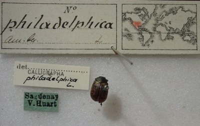 BE-RBINS-ENT Calligrapha_321 Calligrapha philadelphica Label.jpg BE-RBINS-ENT Calligrapha_321 Calligrapha philadelphica Label.jpg