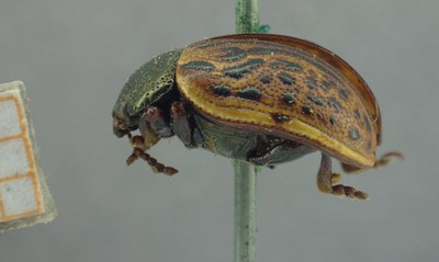 BE-RBINS-ENT Calligrapha_321 Calligrapha philadelphica Lateral.jpg BE-RBINS-ENT Calligrapha_321 Calligrapha philadelphica Lateral.jpg