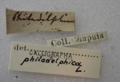 BE-RBINS-ENT Calligrapha_325 Calligrapha philadelphica Label.jpg BE-RBINS-ENT Calligrapha_325 Calligrapha philadelphica Label.jpg