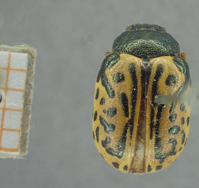 BE-RBINS-ENT Calligrapha_335 Calligrapha philadelphica Dorsal.jpg BE-RBINS-ENT Calligrapha_335 Calligrapha philadelphica Dorsal.jpg