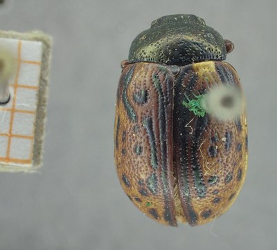 BE-RBINS-ENT Calligrapha_338 Calligrapha philadelphica Dorsal.jpg BE-RBINS-ENT Calligrapha_338 Calligrapha philadelphica Dorsal.jpg