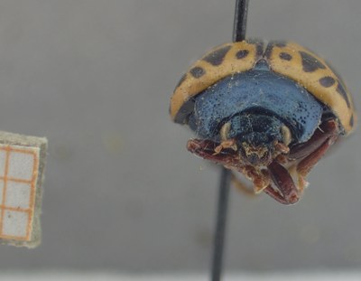 BE-RBINS-ENT Calligrapha_341 Calligrapha polyspila Frontal.jpg