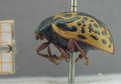 BE-RBINS-ENT Calligrapha_430 Calligrapha (Calligrapha) scalaris Lateral.jpg BE-RBINS-ENT Calligrapha_430 Calligrapha (Calligrapha) scalaris Lateral.jpg