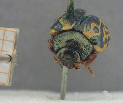 BE-RBINS-ENT Calligrapha_435 Calligrapha (Calligrapha) scalaris Frontal.jpg BE-RBINS-ENT Calligrapha_435 Calligrapha (Calligrapha) scalaris Frontal.jpg