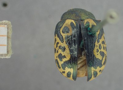 BE-RBINS-ENT Calligrapha_436 Calligrapha (Calligrapha) scalaris Dorsal.jpg BE-RBINS-ENT Calligrapha_436 Calligrapha (Calligrapha) scalaris Dorsal.jpg