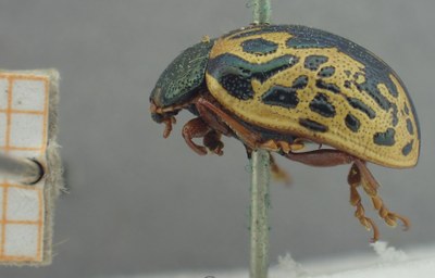 BE-RBINS-ENT Calligrapha_439 Calligrapha (Calligrapha) scalaris Lateral.jpg BE-RBINS-ENT Calligrapha_439 Calligrapha (Calligrapha) scalaris Lateral.jpg