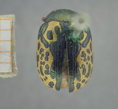 BE-RBINS-ENT Calligrapha_443 Calligrapha (Calligrapha) scalaris Dorsal.jpg BE-RBINS-ENT Calligrapha_443 Calligrapha (Calligrapha) scalaris Dorsal.jpg