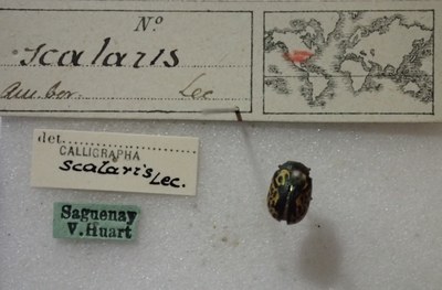 BE-RBINS-ENT Calligrapha_443 Calligrapha (Calligrapha) scalaris Label.jpg BE-RBINS-ENT Calligrapha_443 Calligrapha (Calligrapha) scalaris Label.jpg