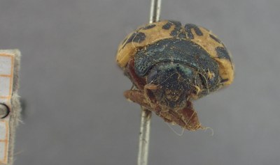 BE-RBINS-ENT Calligrapha_444 Calligrapha (Calligrapha) scalaris Frontal.jpg