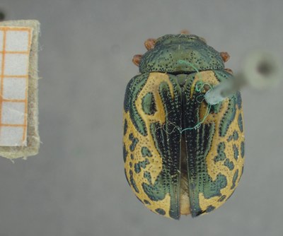 BE-RBINS-ENT Calligrapha_450 Calligrapha (Calligrapha) scalaris Dorsal.jpg BE-RBINS-ENT Calligrapha_450 Calligrapha (Calligrapha) scalaris Dorsal.jpg