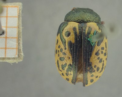 BE-RBINS-ENT Calligrapha_451 Calligrapha (Calligrapha) scalaris Dorsal.jpg BE-RBINS-ENT Calligrapha_451 Calligrapha (Calligrapha) scalaris Dorsal.jpg