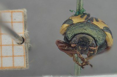 BE-RBINS-ENT Calligrapha_451 Calligrapha (Calligrapha) scalaris Frontal.jpg BE-RBINS-ENT Calligrapha_451 Calligrapha (Calligrapha) scalaris Frontal.jpg