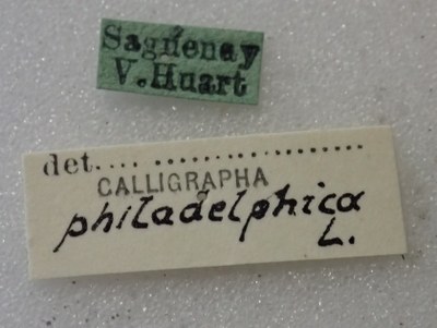 BE-RBINS-ENT Calligrapha_451 Calligrapha (Calligrapha) scalaris Label.jpg BE-RBINS-ENT Calligrapha_451 Calligrapha (Calligrapha) scalaris Label.jpg