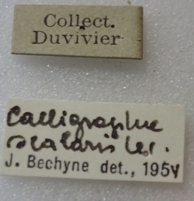 BE-RBINS-ENT Calligrapha_453 Calligrapha (Calligrapha) scalaris Label.jpg BE-RBINS-ENT Calligrapha_453 Calligrapha (Calligrapha) scalaris Label.jpg