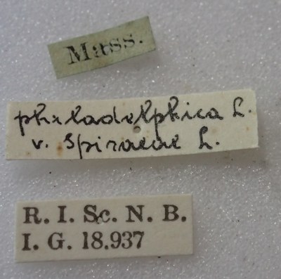 BE-RBINS-ENT Calligrapha_458 Calligrapha (Calligrapha) scalaris Label.jpg BE-RBINS-ENT Calligrapha_458 Calligrapha (Calligrapha) scalaris Label.jpg