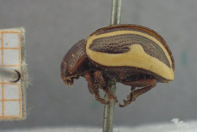 BE-RBINS-ENT Calligrapha_501 Calligrapha similis Lateral.jpg BE-RBINS-ENT Calligrapha_501 Calligrapha similis Lateral.jpg