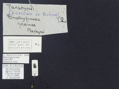 BE-RBINS-ENT Brachypnoea lefevrei lefevrei K30_D02_107 Label.JPG BE-RBINS-ENT Brachypnoea lefevrei lefevrei K30_D02_107 Label.JPG