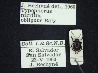 BE-RBINS-ENT Typophorus nigritus obliguus K30_D06_016 Label.JPG BE-RBINS-ENT Typophorus nigritus obliguus K30_D06_016 Label.JPG