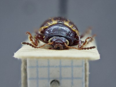 BE-RBINS-ENT Zygogramma signatipennis k33_zygogramma_s-v_012 Frontal.jpg BE-RBINS-ENT Zygogramma signatipennis k33_zygogramma_s-v_012 Frontal.jpg