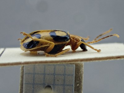 BE-RBINS-ENT Diabrotica circulata K34_D25_001 Lateral.jpg
