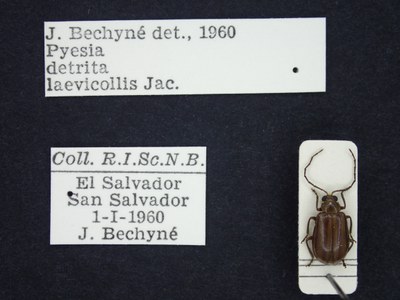 BE-RBINS-ENT Pyesia detrita laevicollis K36_D02_001 Label.JPG BE-RBINS-ENT Pyesia detrita laevicollis K36_D02_001 Label.JPG