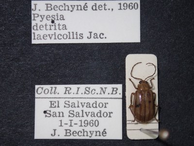 BE-RBINS-ENT Pyesia detrita laevicollis K36_D02_002 Label.JPG BE-RBINS-ENT Pyesia detrita laevicollis K36_D02_002 Label.JPG