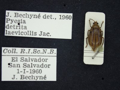 BE-RBINS-ENT Pyesia detrita laevicollis K36_D02_003 Label.JPG BE-RBINS-ENT Pyesia detrita laevicollis K36_D02_003 Label.JPG