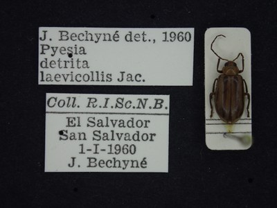 BE-RBINS-ENT Pyesia detrita laevicollis K36_D02_004 Label.JPG BE-RBINS-ENT Pyesia detrita laevicollis K36_D02_004 Label.JPG