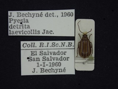 BE-RBINS-ENT Pyesia detrita laevicollis K36_D02_005 Label.JPG BE-RBINS-ENT Pyesia detrita laevicollis K36_D02_005 Label.JPG