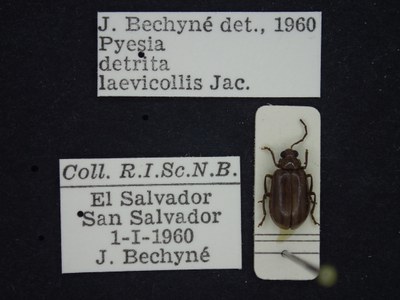BE-RBINS-ENT Pyesia detrita laevicollis K36_D02_006 Label.JPG BE-RBINS-ENT Pyesia detrita laevicollis K36_D02_006 Label.JPG