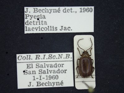 BE-RBINS-ENT Pyesia detrita laevicollis K36_D02_007 Label.JPG BE-RBINS-ENT Pyesia detrita laevicollis K36_D02_007 Label.JPG