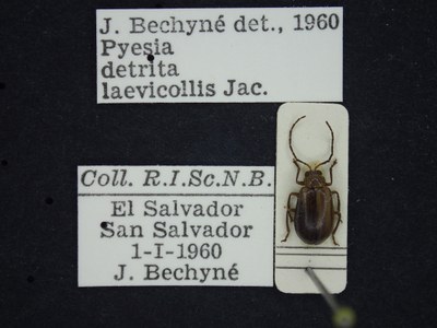 BE-RBINS-ENT Pyesia detrita laevicollis K36_D02_008 Label.JPG BE-RBINS-ENT Pyesia detrita laevicollis K36_D02_008 Label.JPG