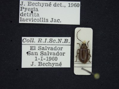 BE-RBINS-ENT Pyesia detrita laevicollis K36_D02_009 Label.JPG BE-RBINS-ENT Pyesia detrita laevicollis K36_D02_009 Label.JPG