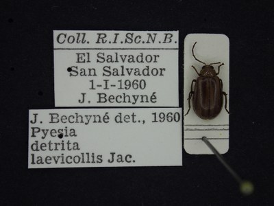 BE-RBINS-ENT Pyesia detrita laevicollis K36_D02_011 Label.JPG BE-RBINS-ENT Pyesia detrita laevicollis K36_D02_011 Label.JPG
