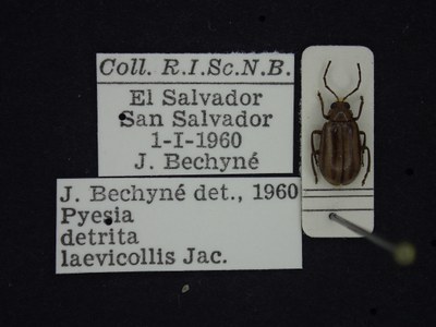 BE-RBINS-ENT Pyesia detrita laevicollis K36_D02_012 Label.JPG BE-RBINS-ENT Pyesia detrita laevicollis K36_D02_012 Label.JPG